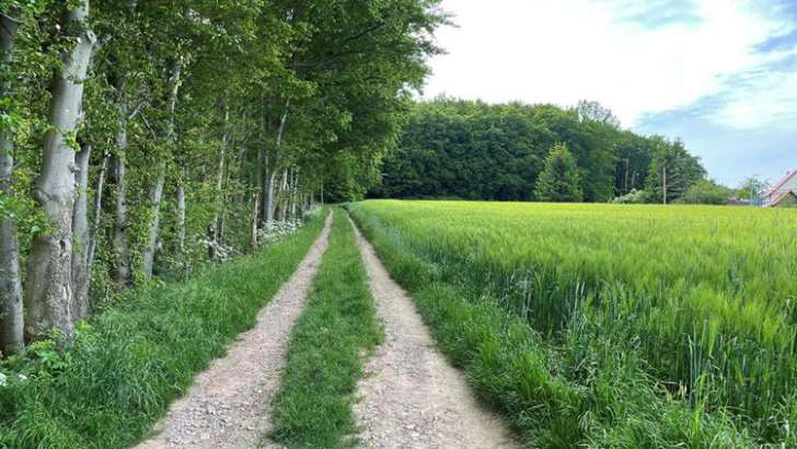 Ein Feldweg zwischen einem Feld und einem Wald