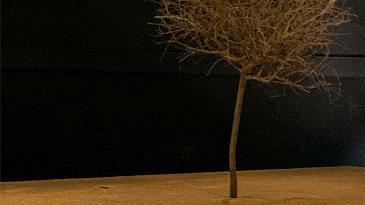 Ein einzelner Baum e vor dunklem Hintergrund